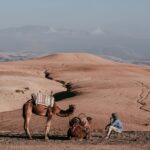 Balade à Dos de Dromadaire ou à Cheval : Une Aventure Authentique à Marrakech